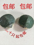2015宠物小巴西龟苗 活体水龟活体乌龟小巴西彩龟