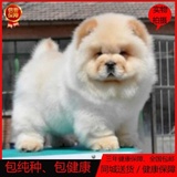 北京犬舍松狮犬幼犬出售纯种奶油色面包嘴松狮幼犬宠物狗活体w04