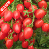 蔬菜小西红柿番茄圣女果种子 樱桃番茄 家庭盆栽水果 阳台种菜