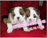 上海斗牛犬宠物狗英国斗牛犬幼犬出售英斗英牛犬白双血统老虎狗12