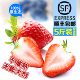 新鲜奶油大草莓 有机绿色无公害水果草莓孕妇水果5斤顺丰包邮特价
