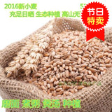 农家特产纯天然绿色健康新小麦种子五谷杂粮5斤包邮可批发