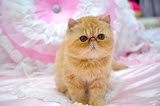 【水晶猫屋】CFA赛级猫 赛级异国短毛猫，加菲猫 波斯猫 红虎斑dd