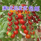 樱桃番茄种子 可盆栽 圣女果 小西红柿 蔬菜籽 30粒 满包邮