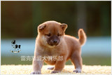 亚宠展全场后备冠军RBIS日本柴犬豆豆的赛级幼犬宝宝7MM低价出售