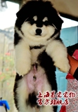阿拉斯加雪橇犬幼犬出售巨型标准雪橇犬大型犬宠物狗活体买卖
