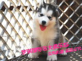 纯种血统赛级哈士奇犬幼犬 出售灰色双蓝眼哈士奇雪橇犬宠物狗狗