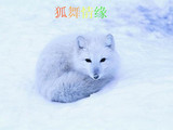 成年宠物宠物狐狸活体雪狐宝宝、白狐宝宝、蓝狐宝宝狐狸