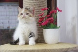 #领养&出售#CFA注册猫舍出售纯种加菲猫宝宝