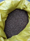黑小麦种子 紫小麦种子芽苗菜种子 富硒内含花青素 500克