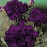 进口美国花种子 康乃馨 ‘黑人国王’ 10粒 芳香品种 天鹅绒深紫