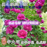 3颗包邮多花蔷薇花苗5年苗藤本月季玫瑰爬藤庭院阳台趣味观花植物