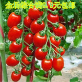 50粒装蔬菜种子樱桃番茄种子水果西红柿紫圣果种子红圣女果种子