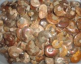 [鼎胜矿物]天然玉化斑彩螺化石 菊石螺化石发财螺 转运螺 鹦鹉螺