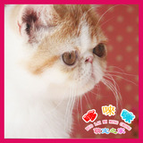 【已定】红白樊双色加菲猫宠物纯种活体幼崽家养短毛弟弟