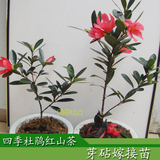 高50-60cm四季杜鹃红山茶盆栽 杜鹃嫁接苗 另有珍稀金花茶树苗