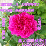 月季玫瑰花苗-欧洲香水玫瑰-大马士革-食用玫瑰-庭院盆栽-可摘花