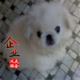 南京纯种北京京巴幼犬赛级宫廷犬超可爱长不大雪白的宠物狗狗12