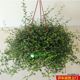 新念花卉 千叶兰盆栽 办公室室内绿色植物千叶吊兰吸甲醛净化空气
