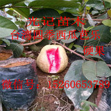 批发台湾四季珍珠水果树苗红肉西瓜芭乐苗红心番石榴树苗当年结果