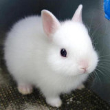 兔兔 侏儒兔子宠物兔兔宝宝  疫苗已打纯种运输包风险包邮