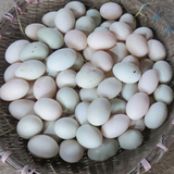 湖南白鸭种蛋受精蛋鸭蛋土鸭蛋白鸭蛋农家白鸭种蛋15个起拍