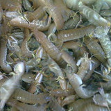 海鲜鲜活皮皮虾 虾爬子 濑尿虾 虾婆虾姑琵琶虾鲜活水产品