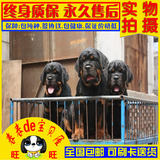 长沙罗威纳犬宠物狗特价促销长沙罗威纳幼犬北京大骨架罗威那狗狗