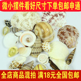 苔藓微景观盆景鱼缸水族装饰品 贝壳 海螺 DIY组装道具材料小摆件