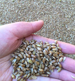 2015年农家自种小麦 优质有机小麦 带皮原小麦粒杂粮粗粮500g