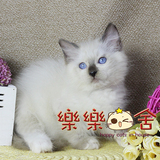 【乐乐猫舍】纯种宠物猫咪 美国布偶猫 重点手套色布偶猫mm2