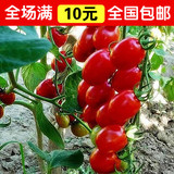 红圣女果种子 黄圣女果 樱桃小番茄 西红柿蔬菜籽 水果 20粒 包邮