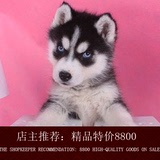 纯种哈士奇犬幼犬出售 蓝眼三把火西伯利亚雪橇犬 家养活体宠物狗