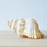 纯清新的海洋风 天然贝壳海螺摆件 海底工艺品 千手螺/蛙螺单品