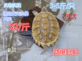 黄壳鳄鱼龟小鳄龟杂佛龟种龟公母宠物观赏龟情侣食用大黄3-10斤20