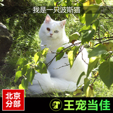 金吉拉 银白色 波斯猫 长毛猫 活体 猫舍 猫咪活体 宠物猫舍 纯种