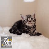 待售【seven的猫咪】CFA注册美短银虎斑银色标准斑MM母猫★粉宝