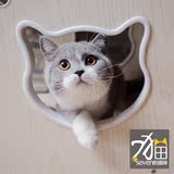 种公展示【seven的猫咪】CFA注册英国短毛猫 蓝白种公DD★Wagner