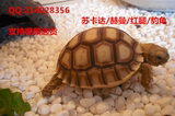 陆龟活体龟宠物龟新手龟素食龟5-6厘米吃菜龟陆龟苗赫曼活体龟苗