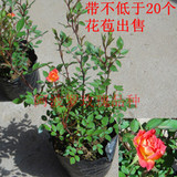 微型大花月季 玫瑰花苗盆栽 藤本月季 3~4年苗带20个花苞 4盆包邮
