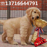 出售大头嘴宽美系金毛黄金猎犬中型金毛幼犬包纯种健康可送货
