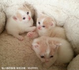 英短乳白乳色灰色蓝猫蓝白双色三花立耳英国短毛猫活体宠物小猫咪