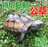 包邮宠物活体中华公草龟背甲9～13厘米镇宅龟金线放生祈福水龟