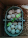手养虎皮牡丹等受精蛋新鲜鸟蛋种蛋可人工孵化鸟蛋买6包邮