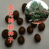 包邮茶树种子 大果油茶种子 茶叶种子 红花油茶种子  茶花树种子