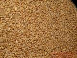 2016新货农家自种有机小麦 原小麦 带皮小麦粒 种子 特价促销