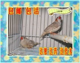 灰色珍珠  白色珍珠 驼色珍珠鸟/宠物鸟/小型鸟/活体鸟    (1只)