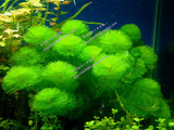 鱼缸水草生态造景有茎类植物活体草：绿菊