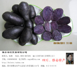 批发黑土豆种子,脱毒原种(纯黑色)6元/斤