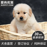 1号公(爱尚优宠)5-2出生 cku赛级金毛幼犬出售 实物拍摄带视频